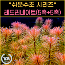 [쉬운수초] 핫한 핑크색의 판타날 레드 핀네이트(5촉+5촉) 5000원 특가할인 / 구피 새우 은신처 초보수초 수초레이아웃 수초어항