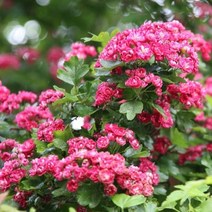 홍화산사 산사나무 묘목 꽃나무