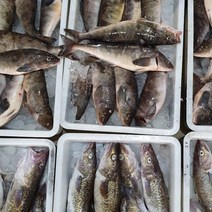 푸디앤 묵호항 손질 임연수 1.2kg, 1개