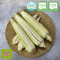 충북 괴산 대학찰옥수수 3팩 (9개입) 무농약