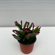 [다은꽃농원]핑크꽃 게발 선인장 소품 겨울꽃 키우기쉬운 실내공기정화식물 다육식물 인테리어