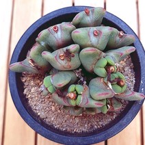 축전 키우기 쉬운 거실 다육 화분100 랜덤발송, 1개