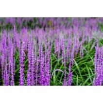 맥문동 종근 50주