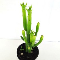 연필 선인장 키우기 쉬운 실내 공기청정 희귀 도매화원 다육 식물, 단품, 1개