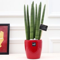 풀빛누리 키우기쉬운식물 실내공기정화식물 물구멍없는화분 실내화초, [중소형.16] 스투키