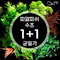 [1+1 행사] 피알피쉬 수초 모음 / 초보 전경 후경 수초, 6.미니 헤어그라스 20촉 1+1