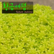 허브여울 황금세덤 지름 15cm 중품화분, 1개