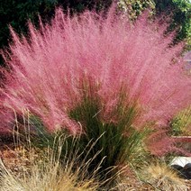 가림원예조경 핑크뮬리, 핑크뮬리3치