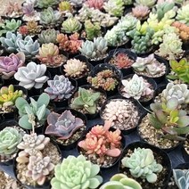 인플랜츠팜 다육20종세트 100종 중복없이 20개 농장직영 배송, 1세트