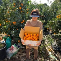 제주 진우네 레드향 못난이레드향 가정용 선물세트 3kg 5kg, 레드향 5kg 가정용 중과