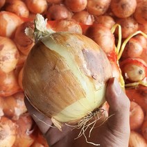 늘품 햇 양파 3kg 5kg 10kg 산지직송 가정용 업소용 노지 만생종 양파, 양파 소 사이즈 3kg, 1개