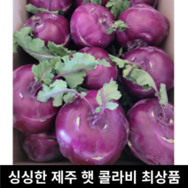 [국내산/국산] 햇 제주 콜라비 특품 5kg 3kg 달달한 햇콜라비 무침용 나물용 샐러드 콜라비생채 즙용 주스용 즙 주스 무침 나물 비트 레드비트 제주산, 특 3kg, 1개