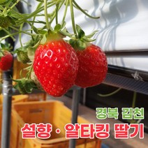 산지직송 김천 설향딸기 알타킹딸기 딸기 500g 1kg 2kg, 설향딸기_15구_20구 2판