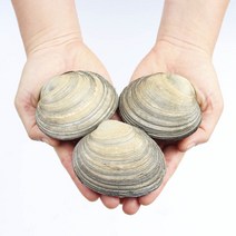 국내산 거제도 자연산 개조개 대합 1kg, 1개