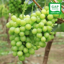 (현대Hmall) 친환경팔도 산지직송 영동 샤인머스켓 2kg(에어백포장)