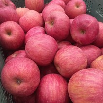 첫 출하 아삭아삭 프리미엄 빨간사과, 주스용 사과 5kg (사이즈 혼합)