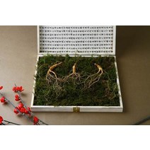 강원 진삼애 산양삼 9-10년근 3뿌리, 없음