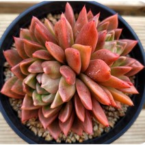 희귀하고 예쁜 다육 6종 모아보기, 1번-페러독스