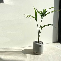 [계절식물/플랜테리어]겐차야자, 단품