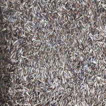 곰취씨앗 20g 곰취나물씨앗 곰취 토종 재래종