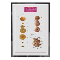 (JLS) 병아리 영구표본 동물발육 한살이 영구보존용 입체표본 (210x297mm) 생물영구표본
