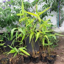 대나무(맹종죽)3치반포트(3주), 1개