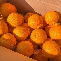 세상모든농부 고당도 제주 노지 한라봉 제주도 만감류 가정용, 노지 한라봉 10kg 소과