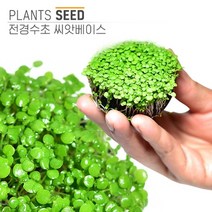 수초-씨베이스 씨앗 활착-열대어 어항 수족관 수중식물, 없음