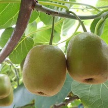 제주 비자림농원 스위트 골드키위 5kg 소과(70과이상), 단품