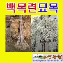 (D소망)백목련나무묘목(접목1년생) 2그루