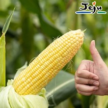 [예약]제주 햇 초당옥수수 특상품 18cm 이상(20개)/당일수확, 2023-06-20