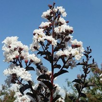 친구식물 배롱나무 3종 모음 택 1 -빨강꽃 하양꽃, 1블랙다이아몬드 자엽 배롱나무 묘목 적색 2L