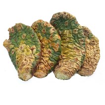 천년초 손바닥 선인장, 모종1kg