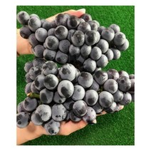 [고품질 선별과일]캠벨얼리포도 백화점 납품용 캠밸포도 고당도, 1박스, 1. 캠벨 포도 1kg내외(2~4송이)