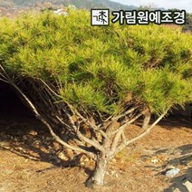 소나무 정원수 조경수 가림원예조경, 황금반송 2년생 5치포트