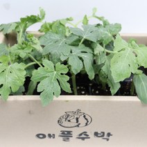 애플수박 모종 베란다 식물 과일 키우기 세트 주말농장 텃밭 1박스 10모종, 단품