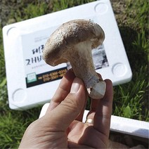 #착한영광버섯마을-송고버섯, 생버섯 500g