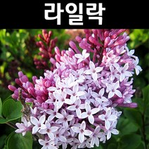 라일락(수수꽃다리) 실생2년(뿌리) 10개/꽃나무/조경용
