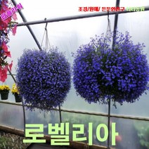 팝플라워로벨리아-사파이어블루 씨앗 25립