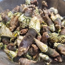 자연산 국내산 거북손 1kg 제주도 거제도, 자연산 거북손 1kg