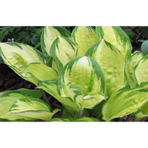 호스타 볼케이노 아이슬랜드[1포트], 1개