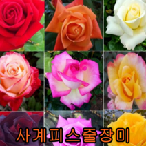 사계피스 줄장미(적색) 키1.2m특묘 포트묘 1그루 나무묘목 과실수 꽃나무 조경수