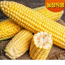 [즉시발송]달고나 프리미엄 초당옥수수생물/냉동 2가지, 02.냉동특품 6개/무선별초당/못난이포함