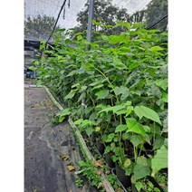 벌나무묘목2년생2그루 산청목묘목 벌나무포트묘