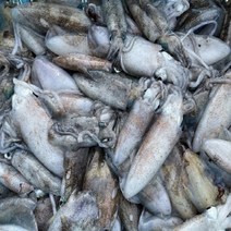 [국내산] 동해 생물 활 대왕 무늬 오징어 1kg [1kg 기준 3~5미 내외] 국내산 당일 조업 산지 직송, 5kg