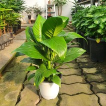 스파트필름 중품 관엽식물 30~50cm 59