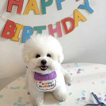 강아지 생일파티 케이프 빕 턱받이 고양이 애견 생일상 파티소품 고깔모자 세트, 퍼플