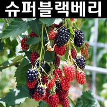 슈퍼블랙베리(v9) 근삽1년(뿌리) 5개/나무 묘목/과실수/유실수