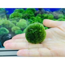 행사 모스볼 3-4cm 쉬운수초 초보자