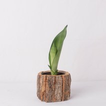 나루플랜트 공기정화식물+화분커버, 문샤인+화분커버